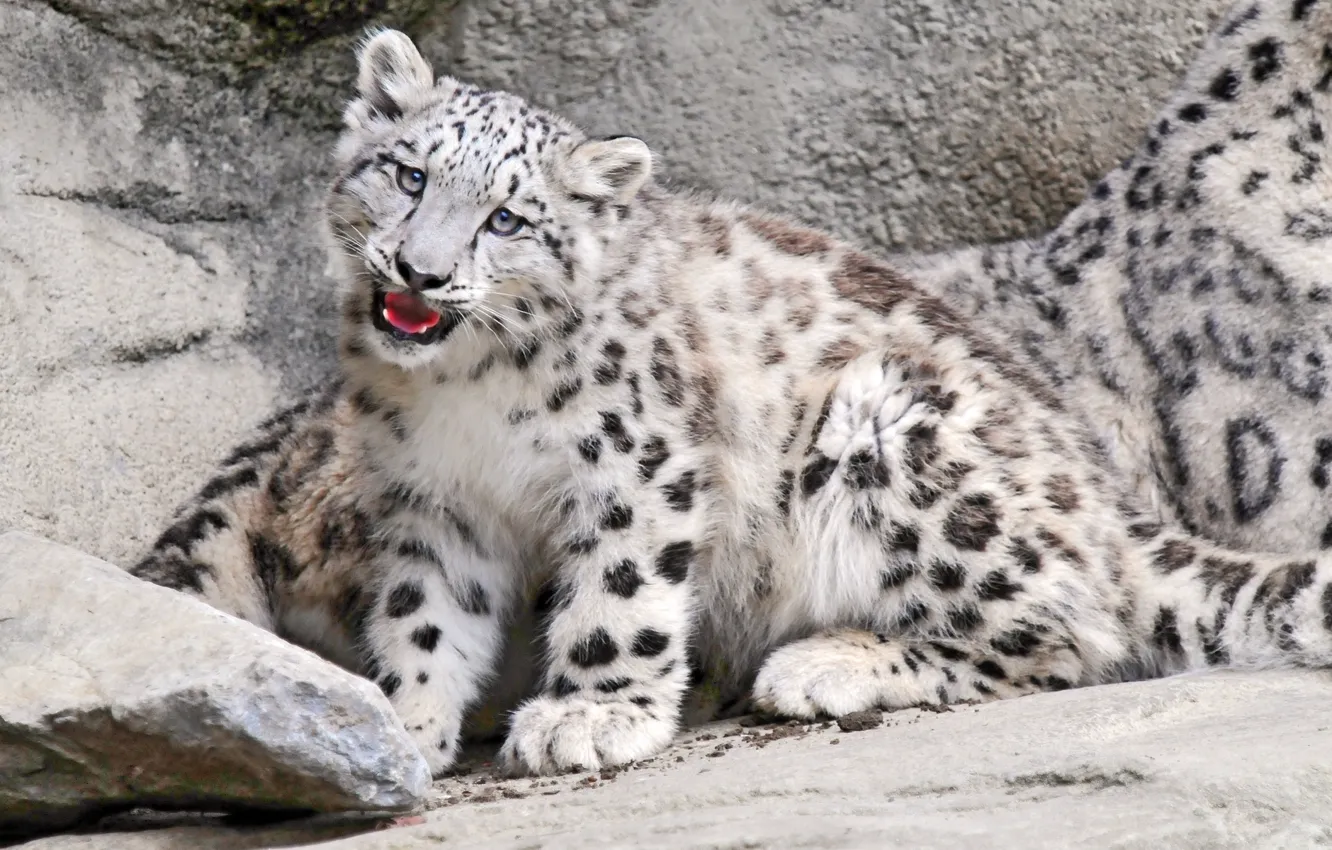 Photo wallpaper leopard, kitty, Pussy