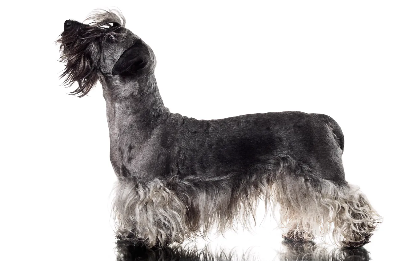 Photo wallpaper background, dog, Cesky Terrier