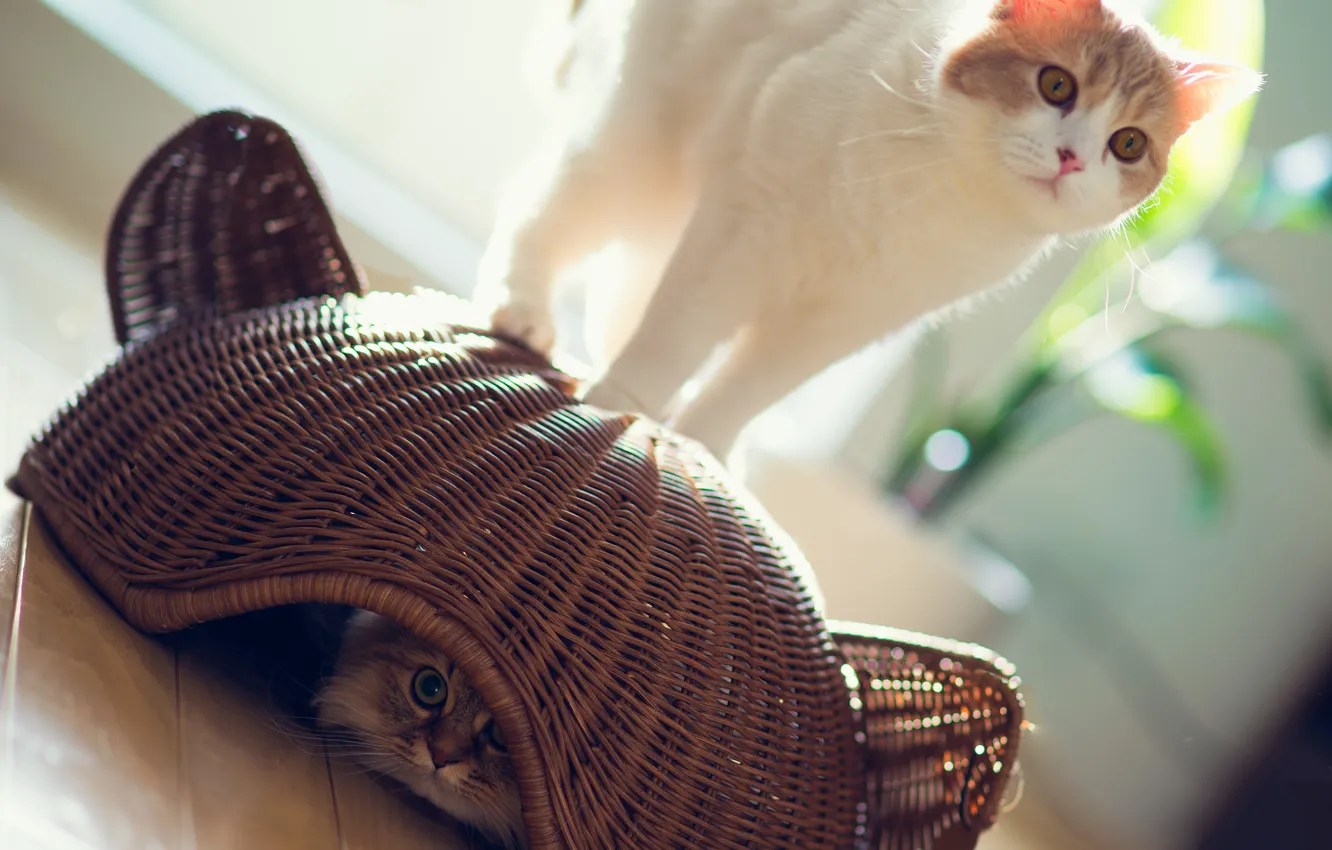 Photo wallpaper cat, the sun, basket, the game, hiding, Daisy, Ben Torode, Hannah
