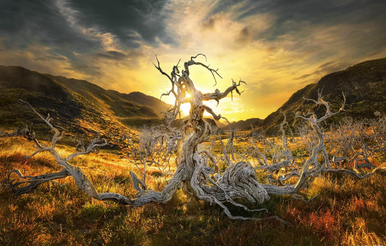 Photo wallpaper light, trees, mountains