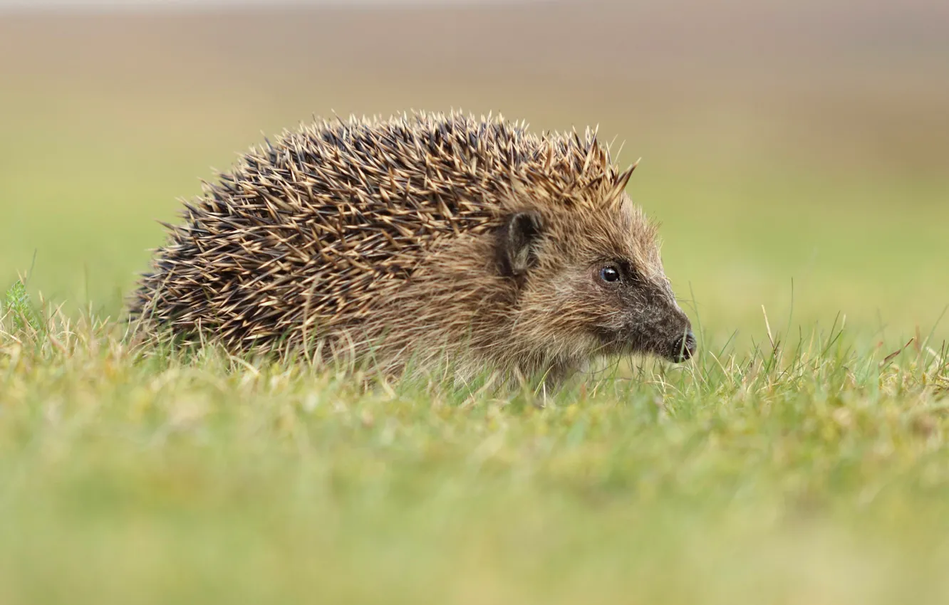 Photo wallpaper grass, nature, background, hedgehog, hedgehog