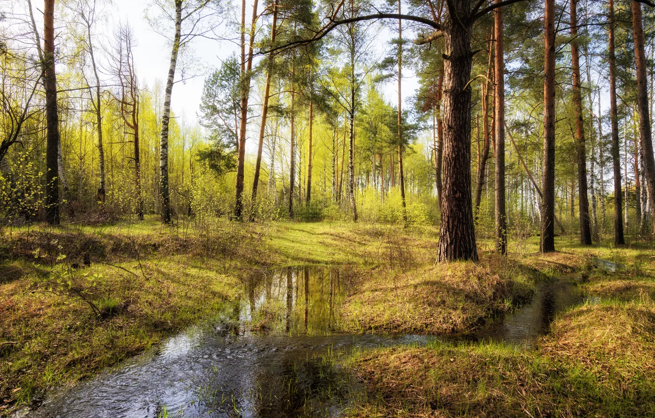 Photo wallpaper forest, water, Lagoon, Puddle