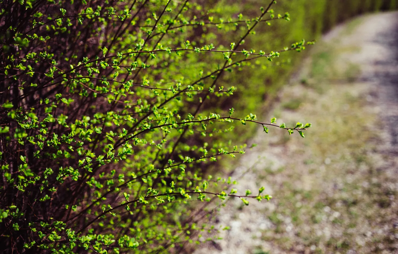 Photo wallpaper nature, green, green, the bushes, nature, macro, bushes, flora