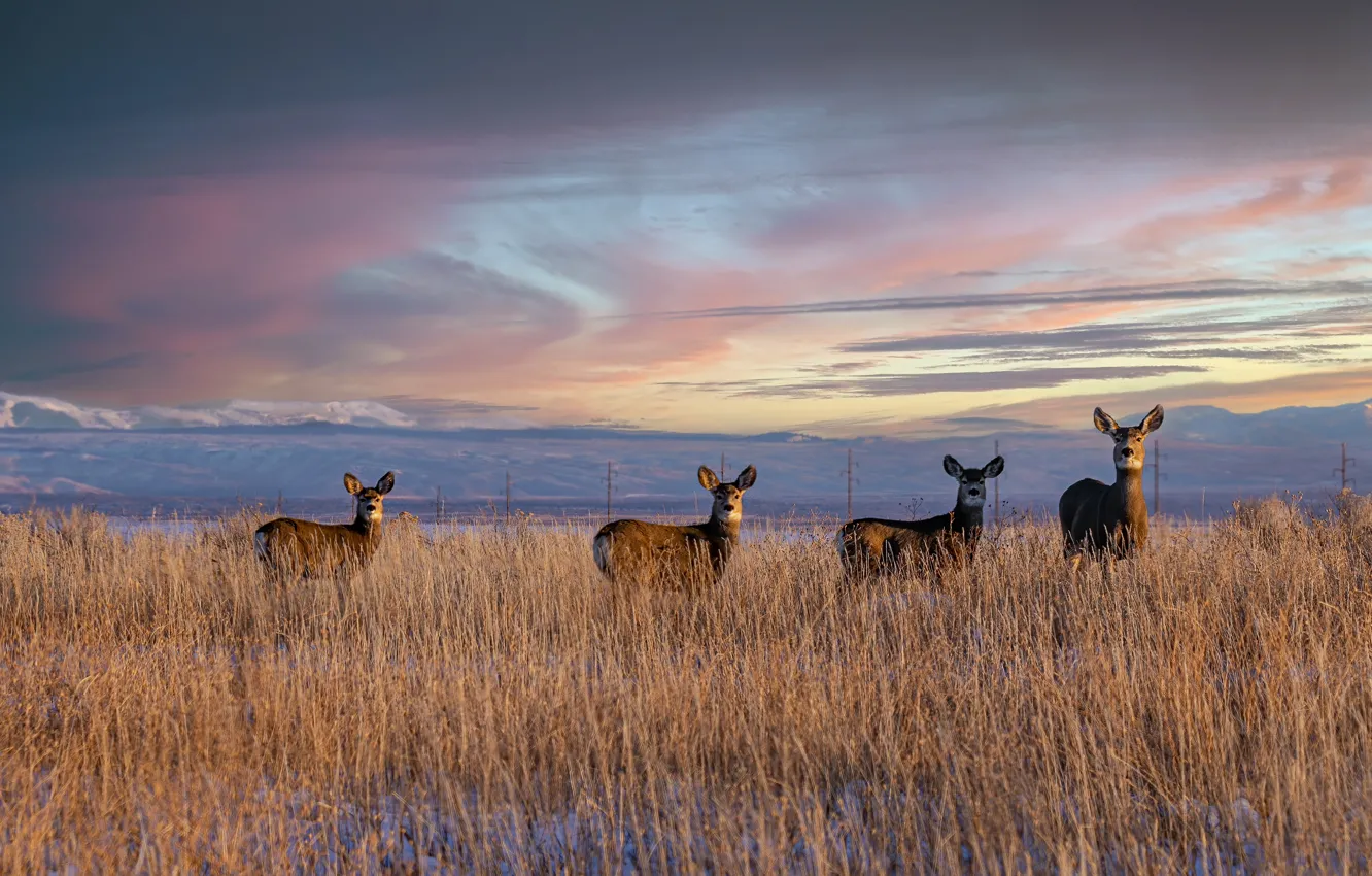 Photo wallpaper field, mountains, ROE