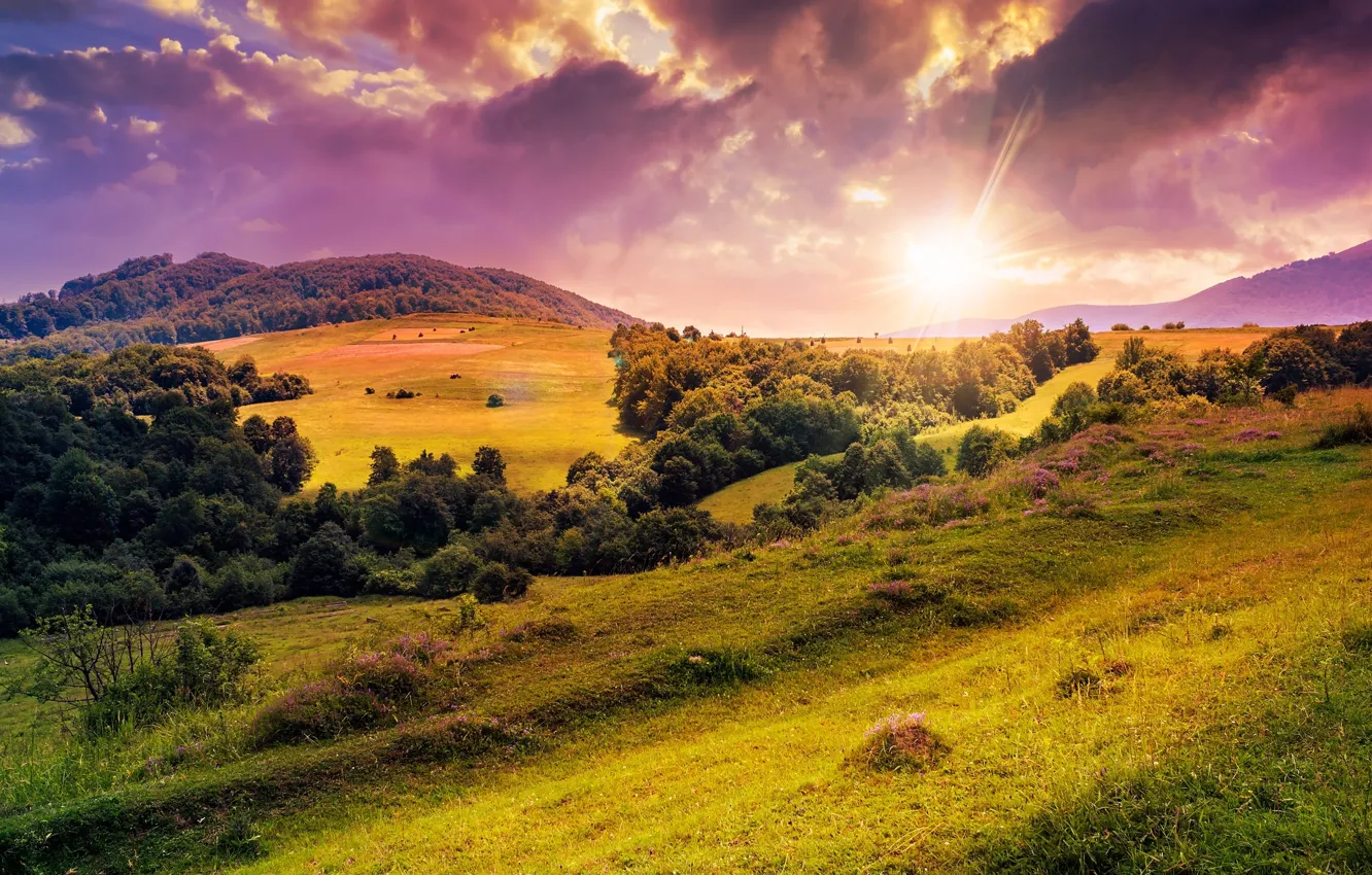 Photo wallpaper the sun, trees, flowers, nature, hills, clearing, trees, nature