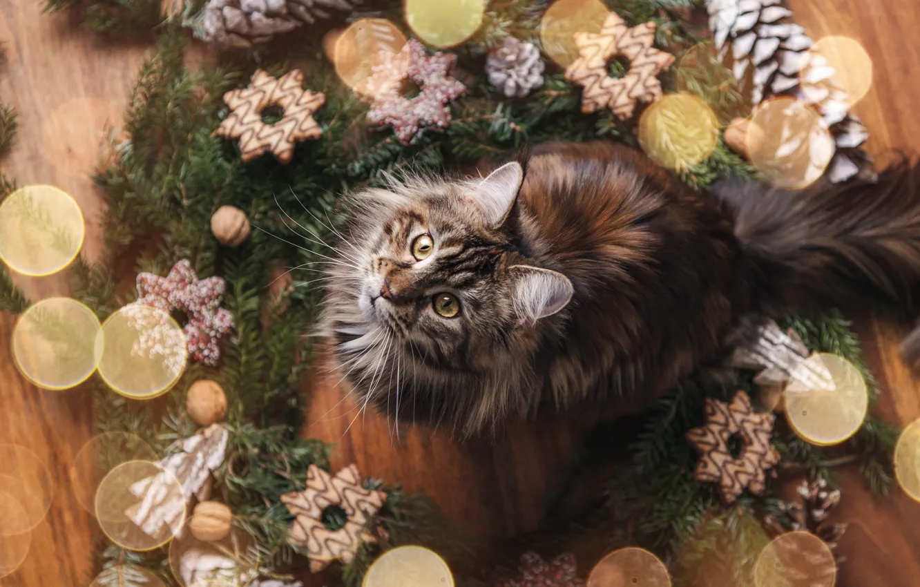 Photo wallpaper cat, cat, Christmas, New year