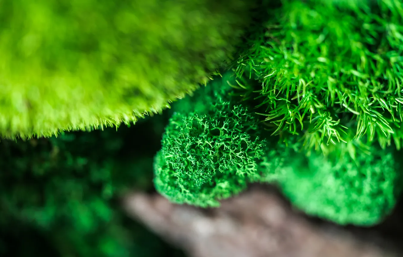 Photo wallpaper green, life, moss