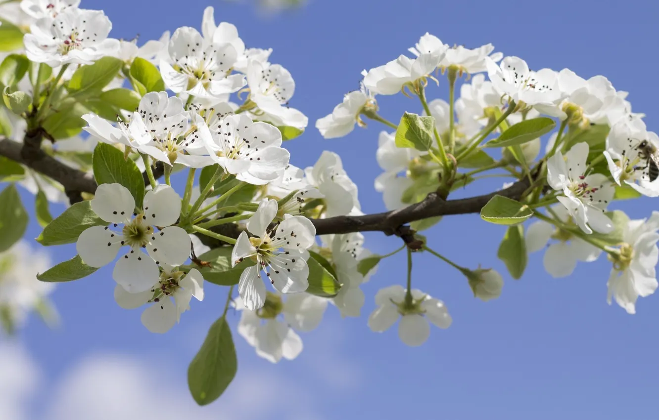 Photo wallpaper the sky, flowers, branches, spring
