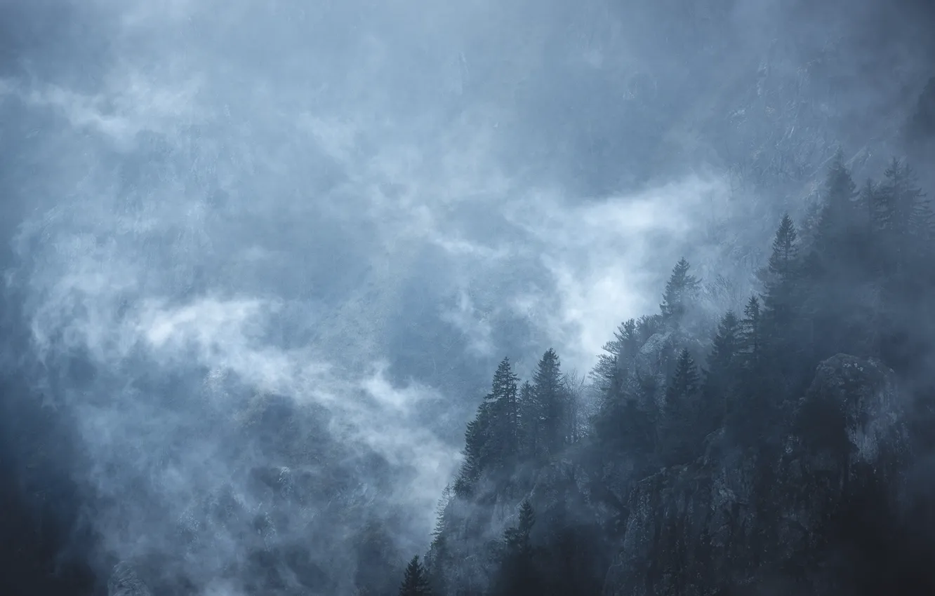 Photo wallpaper trees, mountains, nature, fog, rocks
