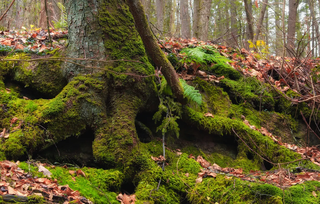 Photo wallpaper forest, leaves, trees, nature, roots, moss, trunk