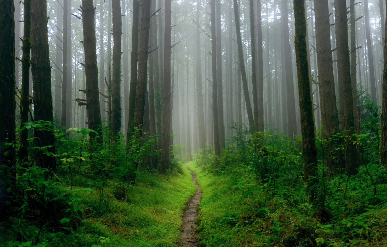 Photo wallpaper forest, grass, trees, landscape, nature, fog, plant, grass