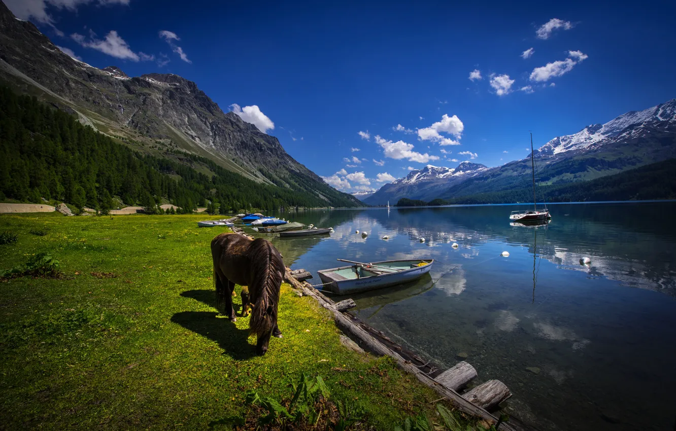 Photo wallpaper forest, grass, trees, mountains, lake, rocks, shore, horse