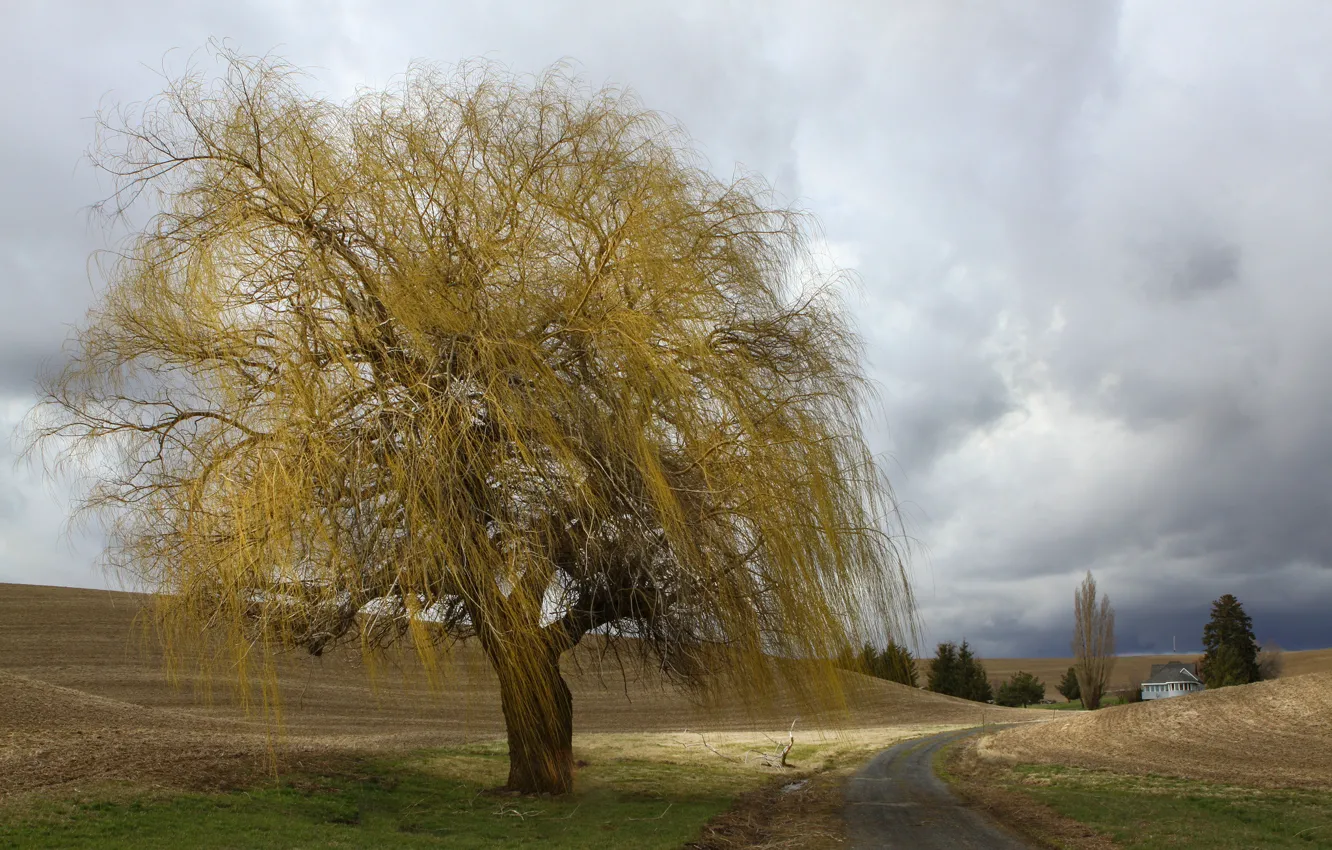 Photo wallpaper road, tree, farm, cloudy, farmland