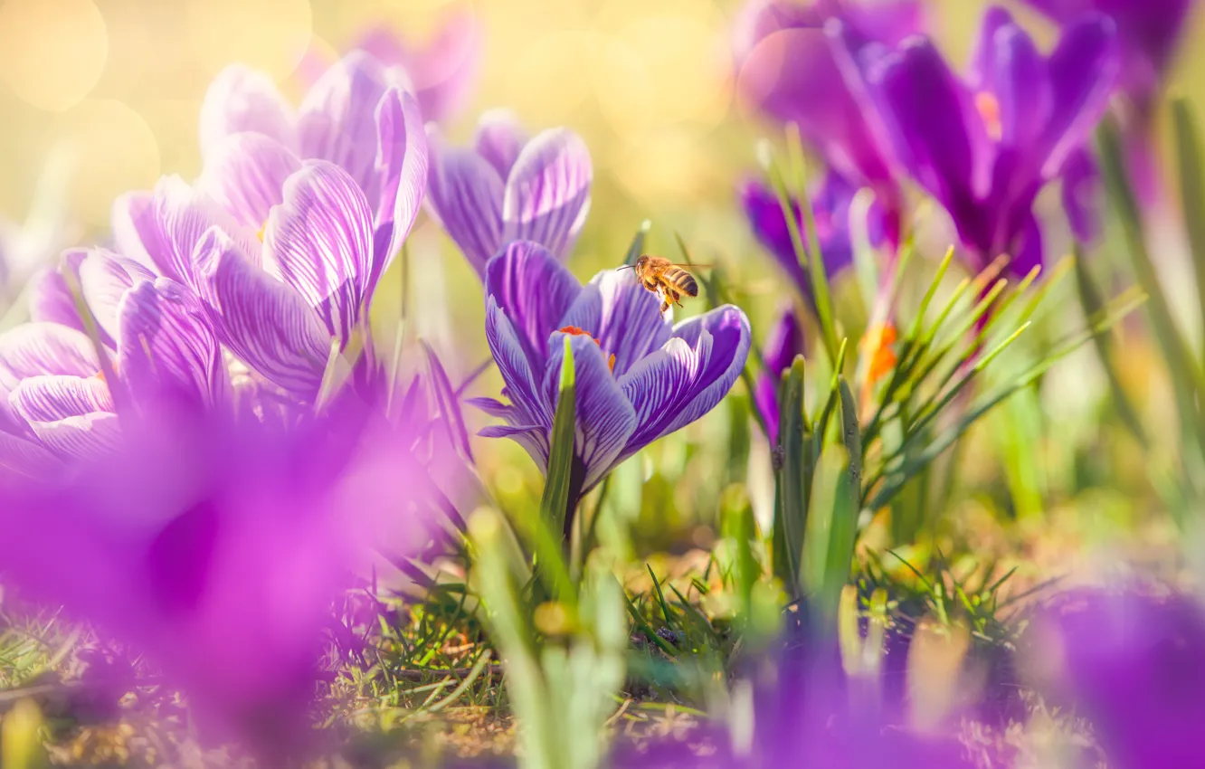 Photo wallpaper flowers, bee, spring, crocuses, pink, pollination, nasema