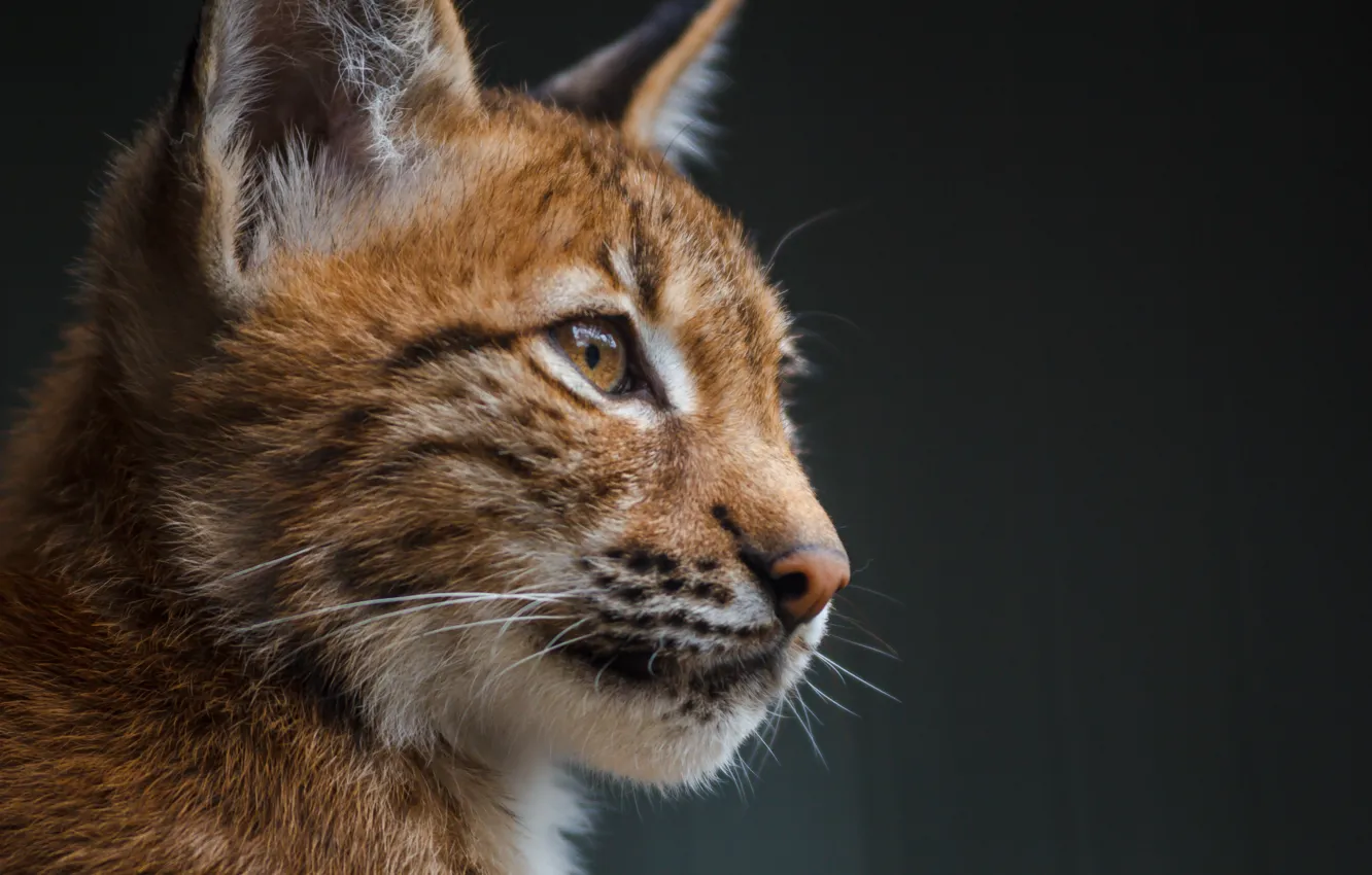 Photo wallpaper animals, eyes, look, predator, lynx