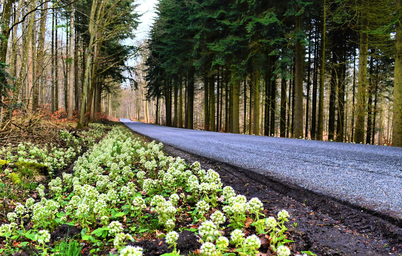 Photo wallpaper road, forest, trees, flowers, Denmark, roadside, Nsw, Mogelkaer