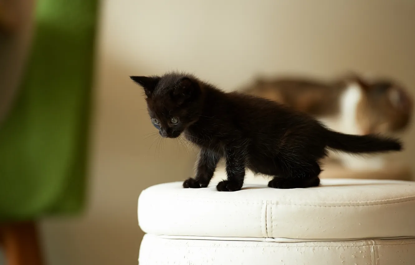 Photo wallpaper baby, kitty, poof