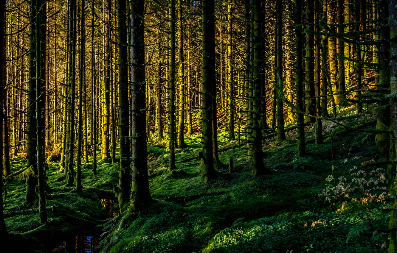 Photo wallpaper forest, trees, stream, slope