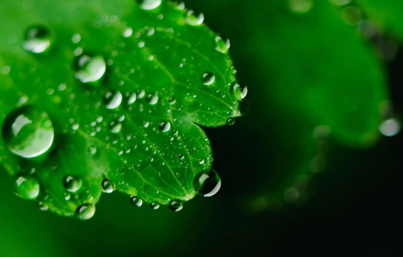 Photo wallpaper water, drops, macro, sheet, Rosa, green