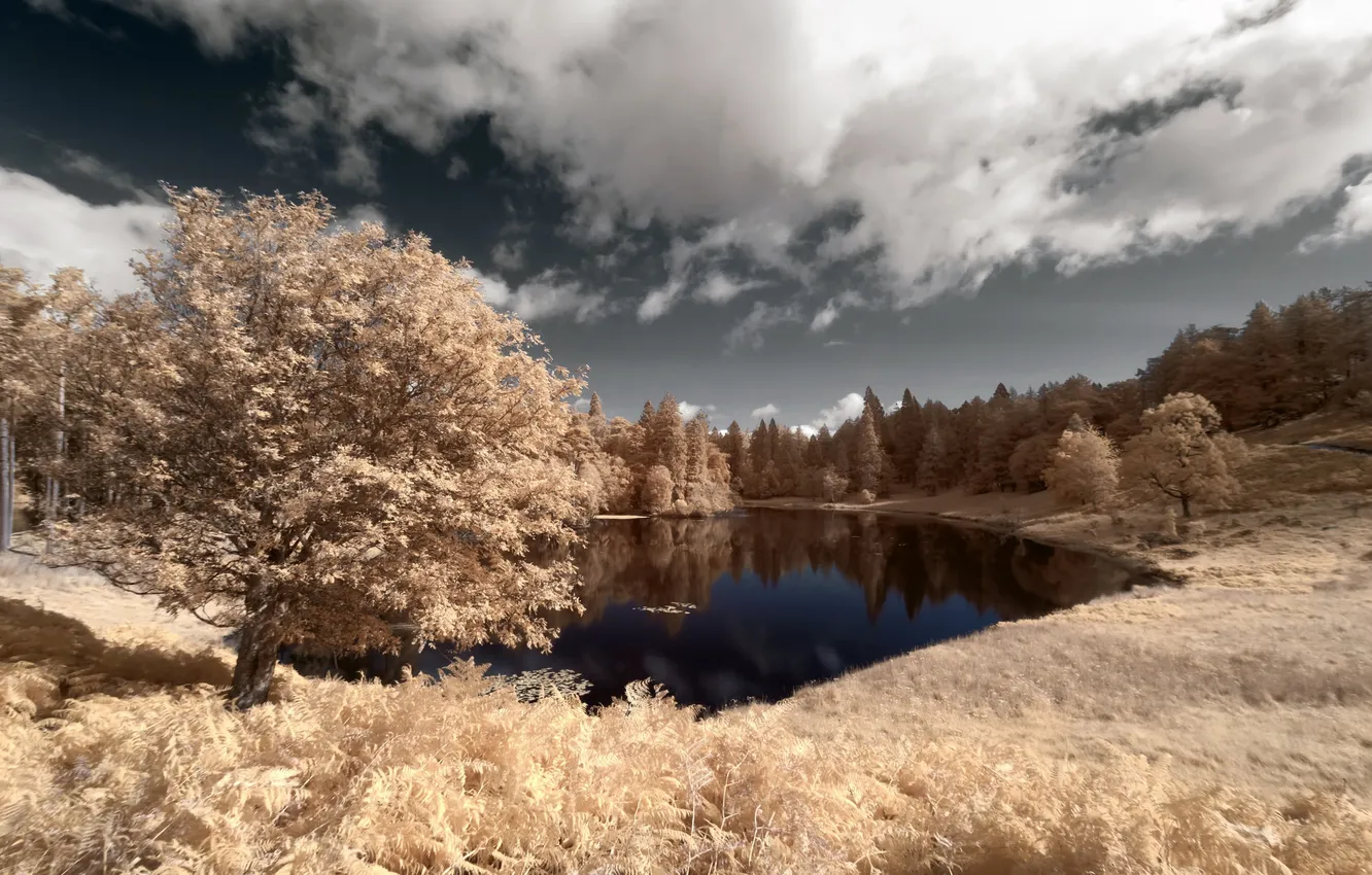 Photo wallpaper trees, landscape, lake