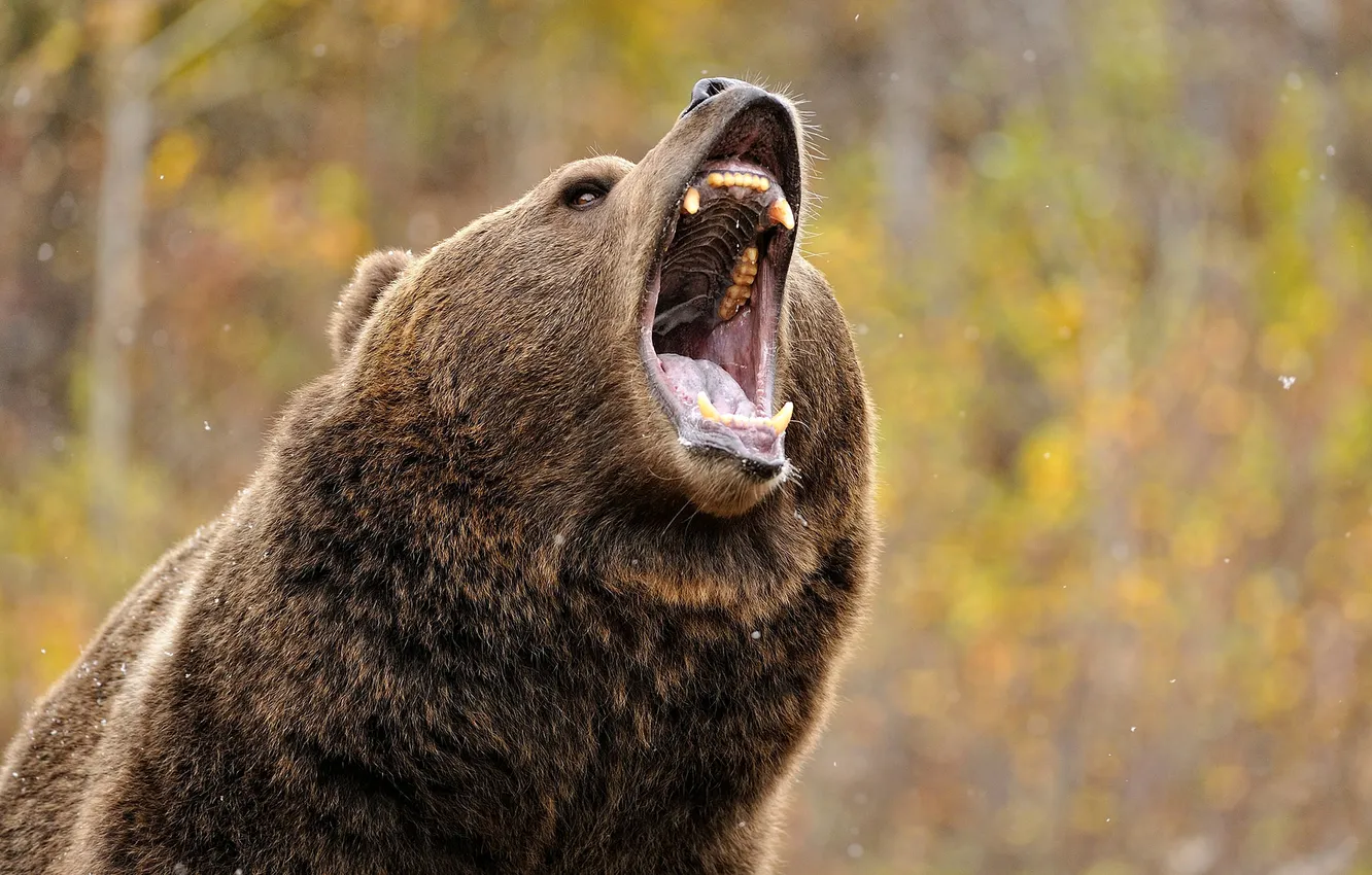 Photo wallpaper bear, mouth, grizzly