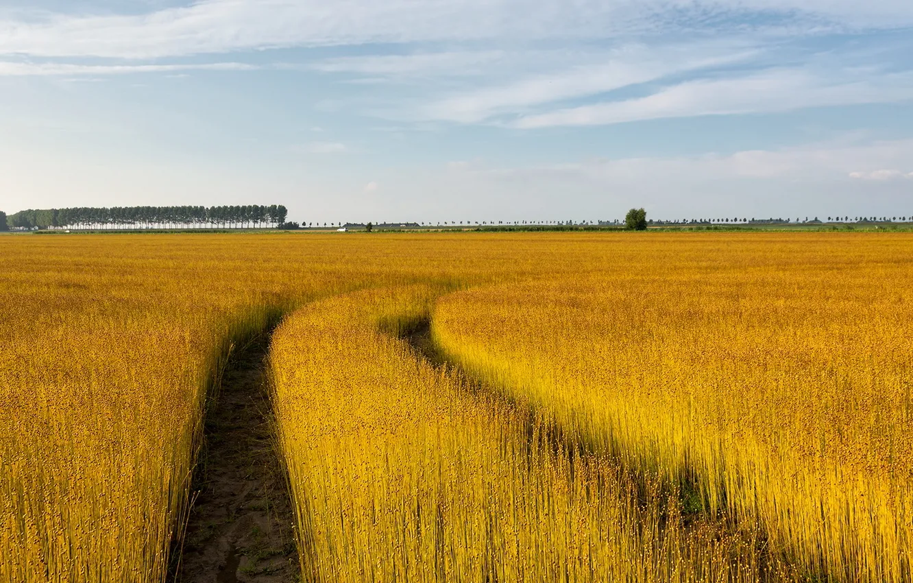 Photo wallpaper field, summer, landscape