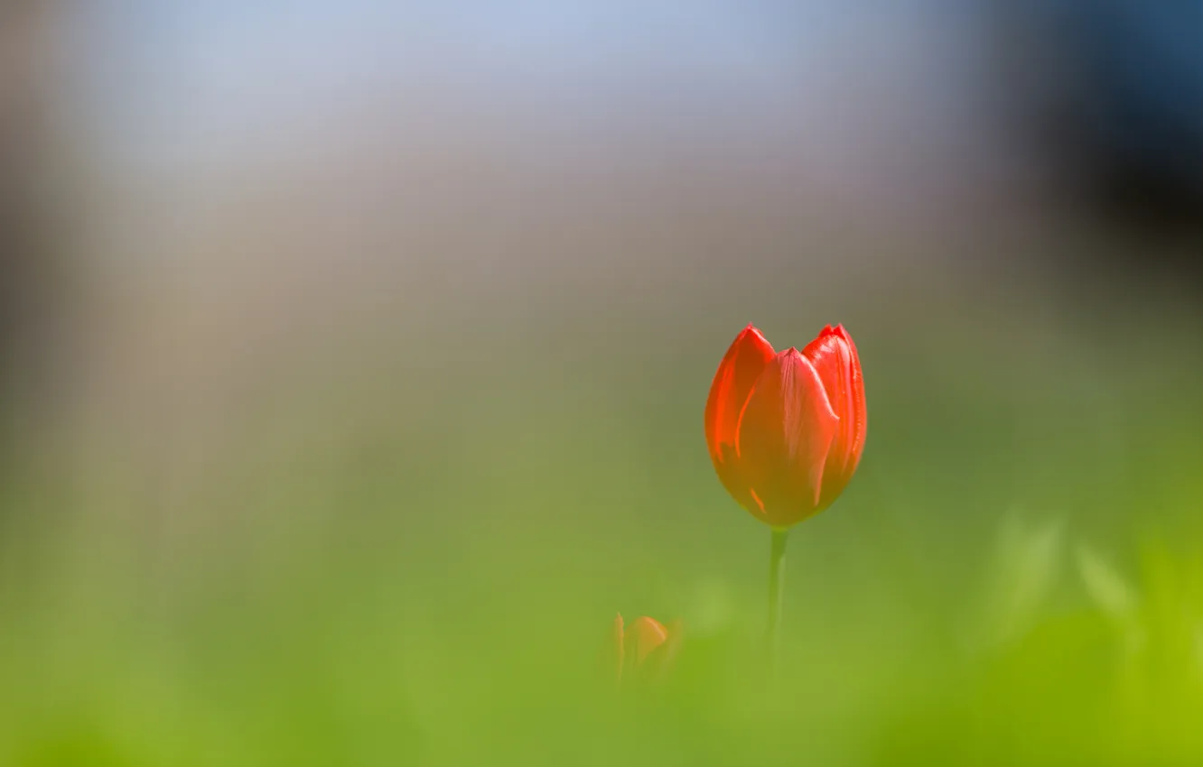 Photo wallpaper flowers, red, petals, tulips