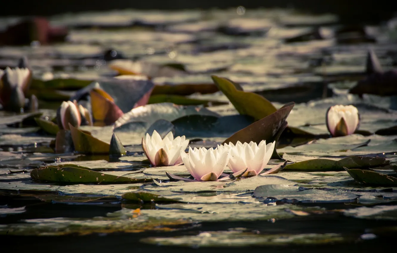Photo wallpaper leaves, water, flowering, water lilies