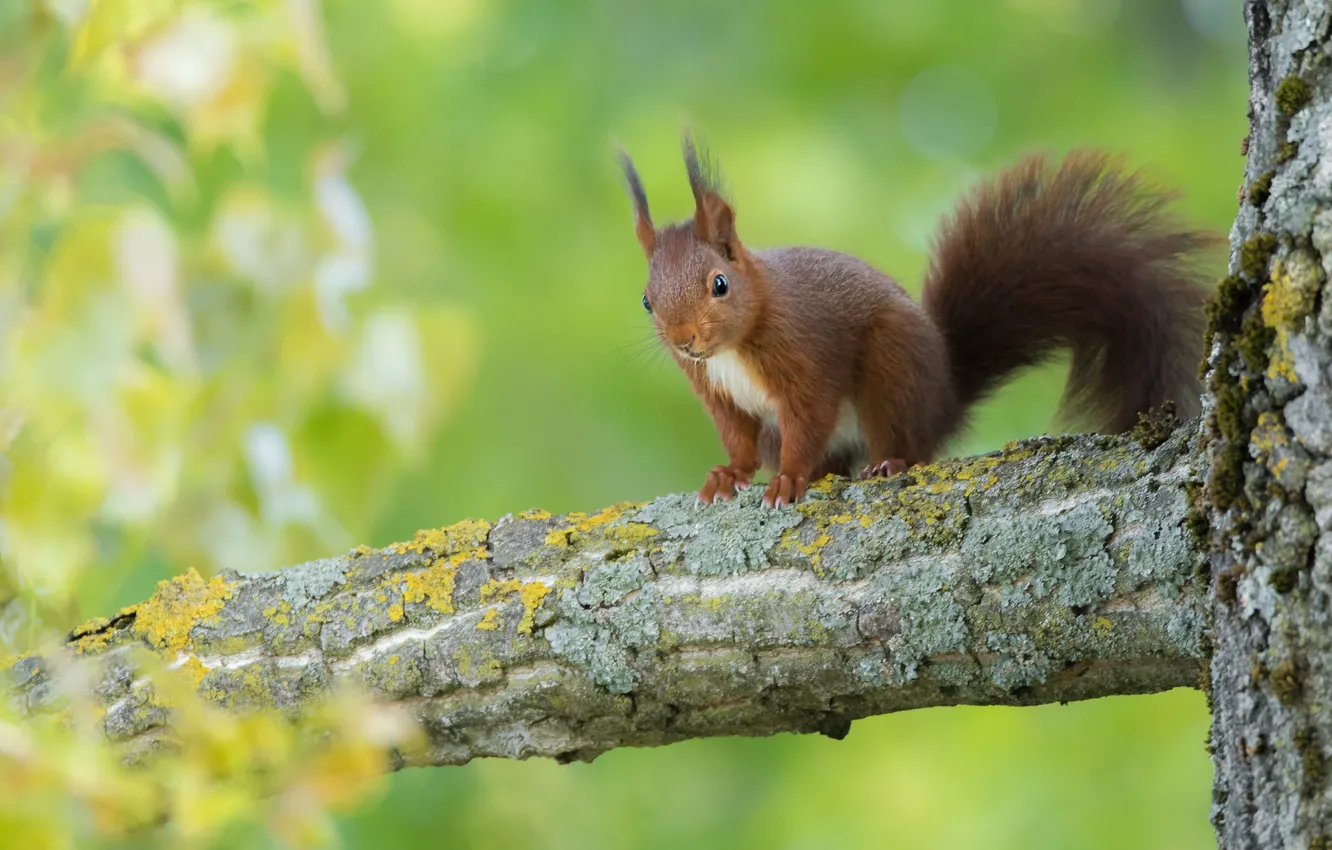 Photo wallpaper trees, protein, green background, bitches