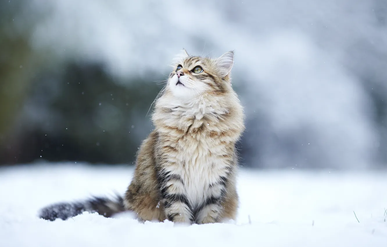 Photo wallpaper winter, cat, look, snow, cat, winter, snow, kitty