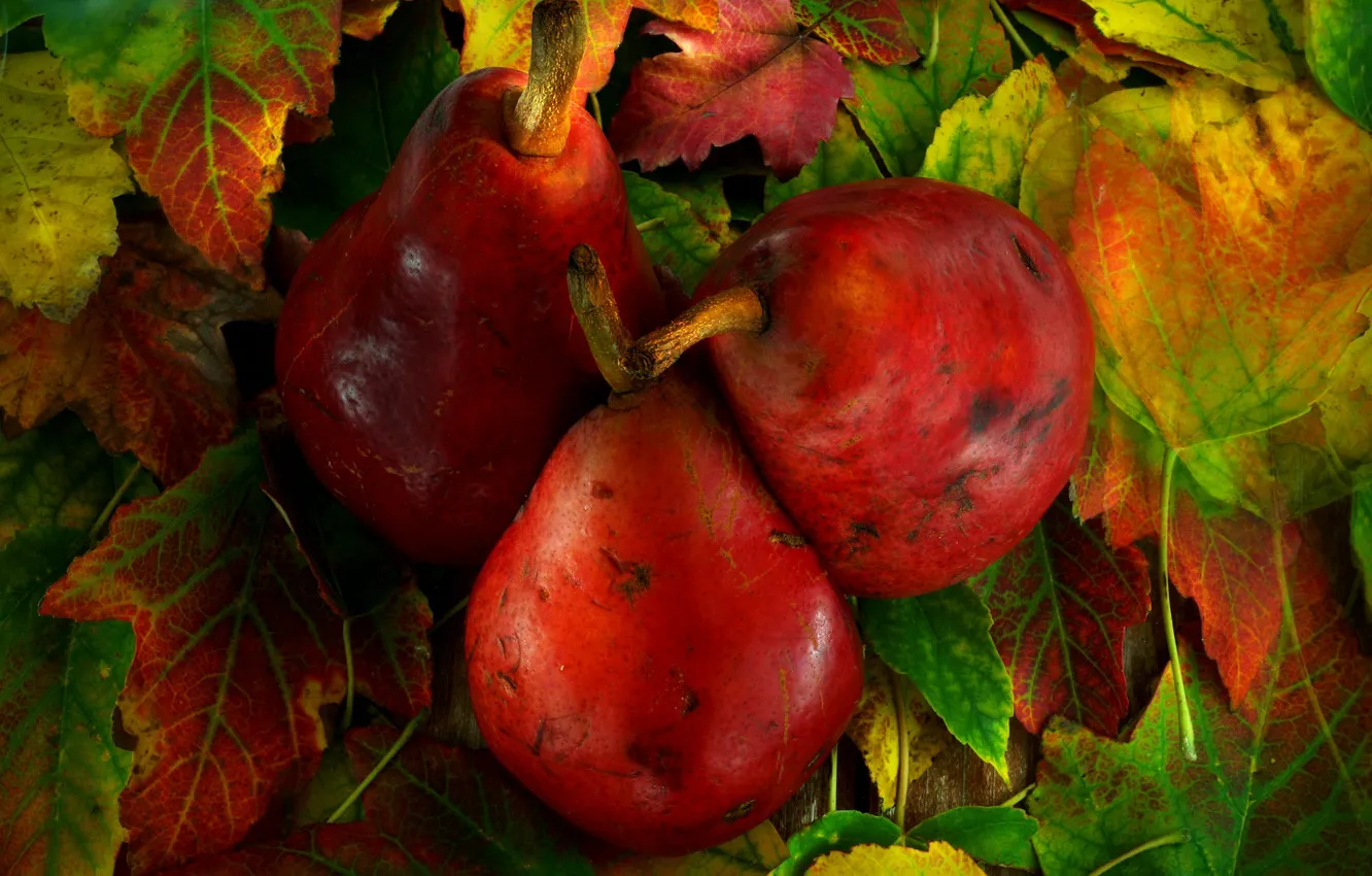Photo wallpaper red, green, bright, harvest, fruit, pear, the colors of autumn, juicy