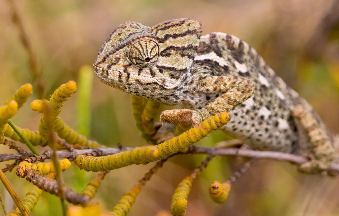 Photo wallpaper branches, chameleon, lizard
