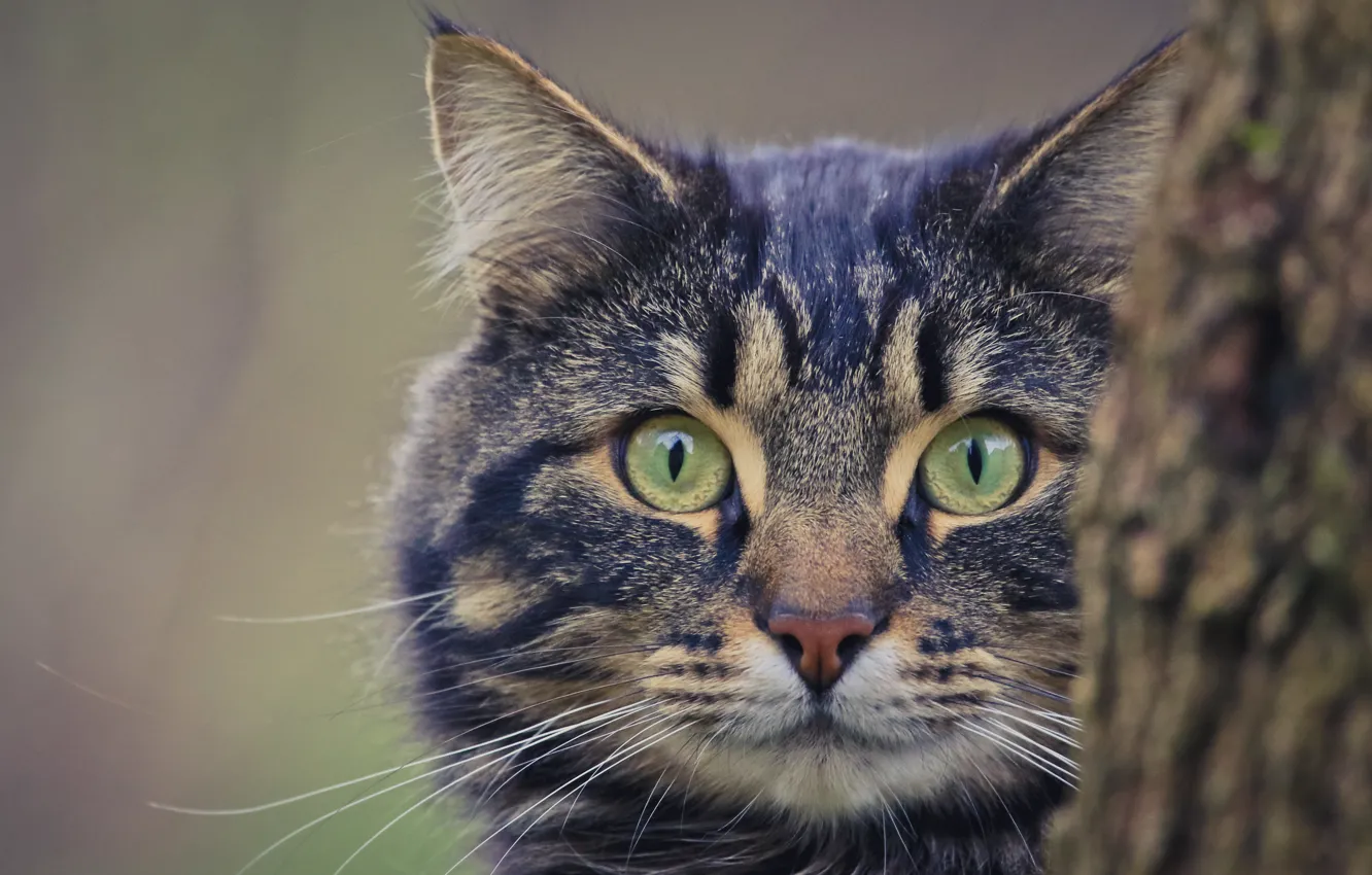 Photo wallpaper cat, eyes, cat, look, background