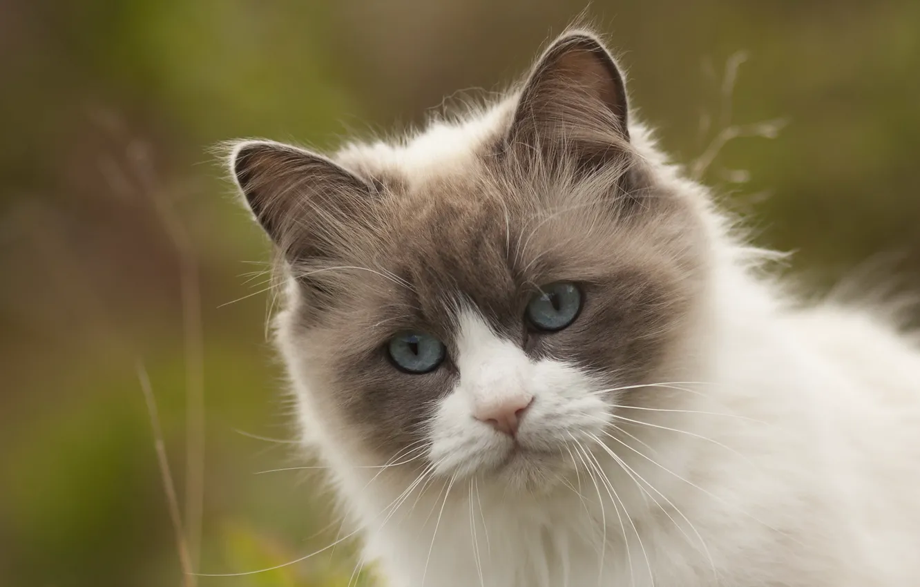 Photo wallpaper cat, nature, background