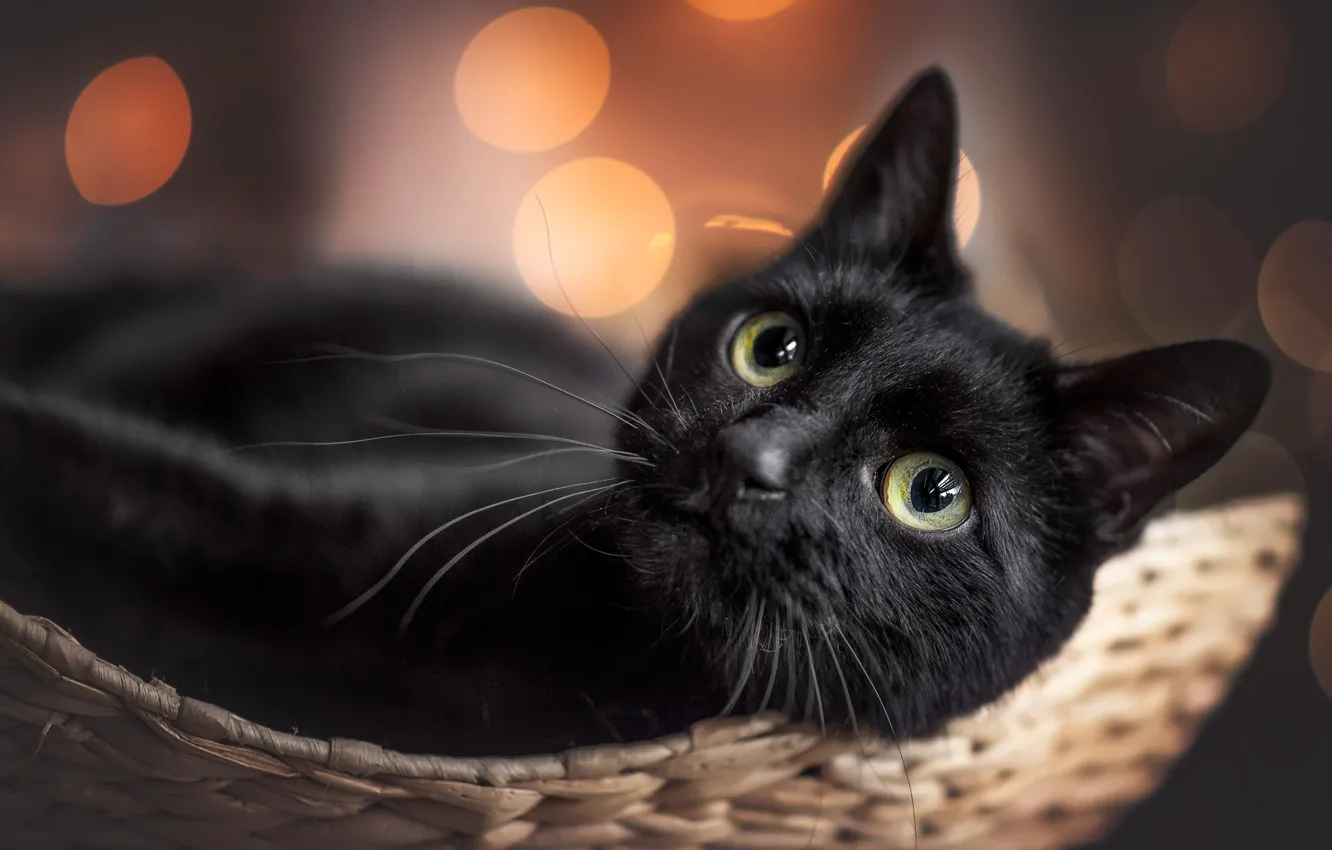 Photo wallpaper cat, cat, look, light, glare, black, portrait, lies