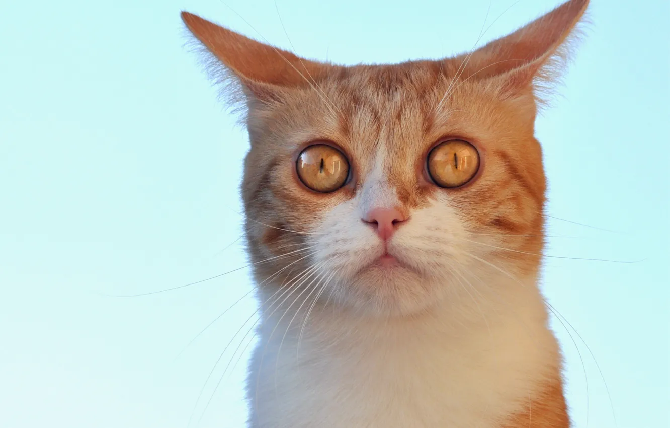 Photo wallpaper cat, look, background, muzzle, red, turquoise, Eeyore