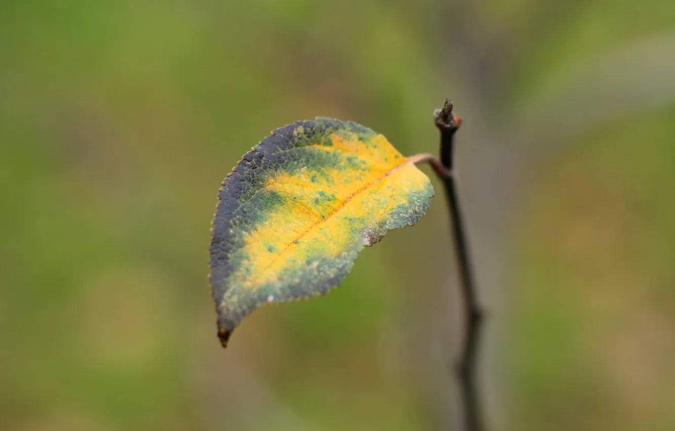 Photo wallpaper autumn, leaf, twig