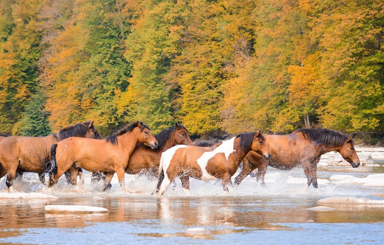 Photo wallpaper autumn, river, horses, horse, the herd