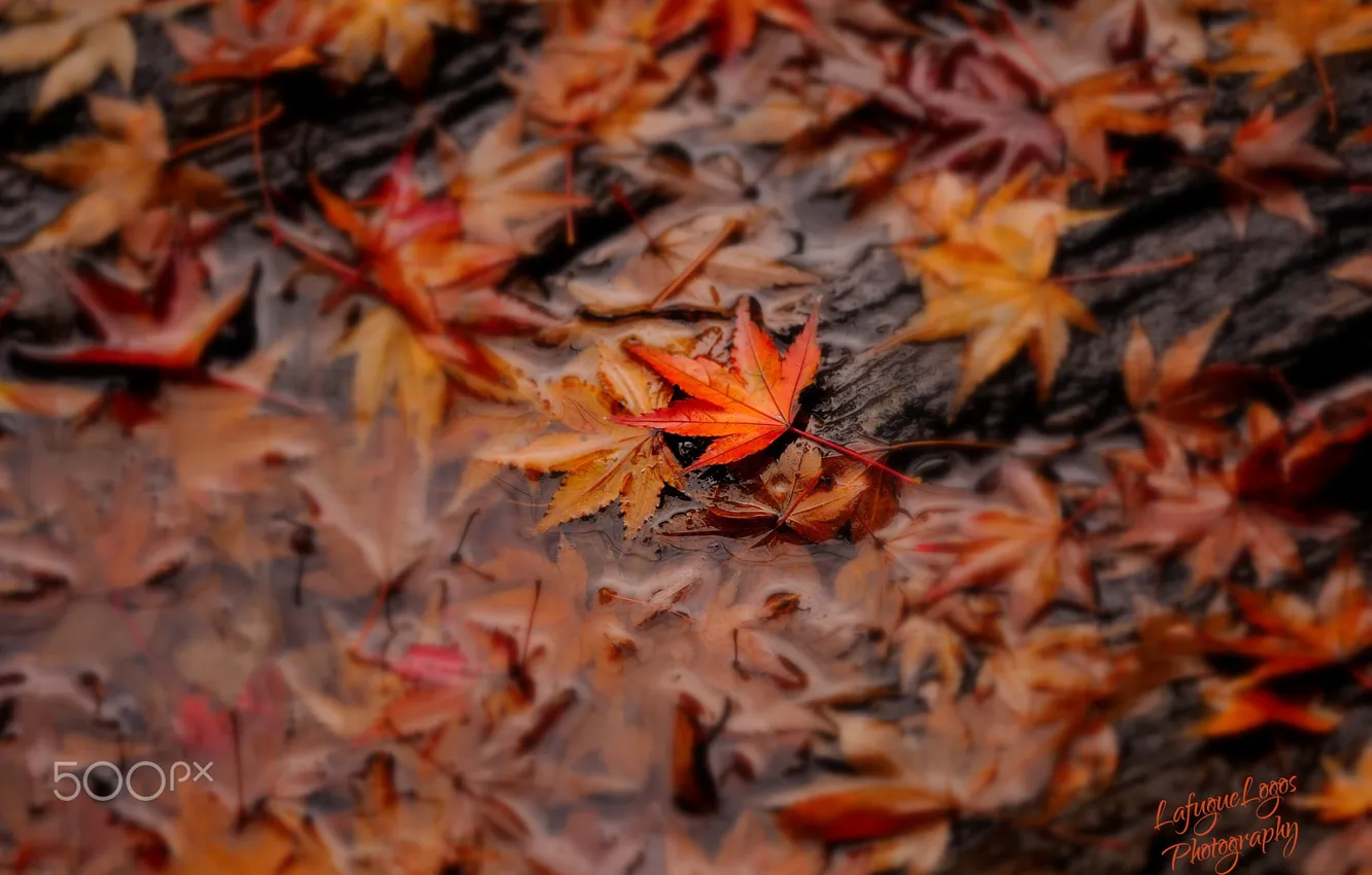 Photo wallpaper autumn, water, macro, foliage