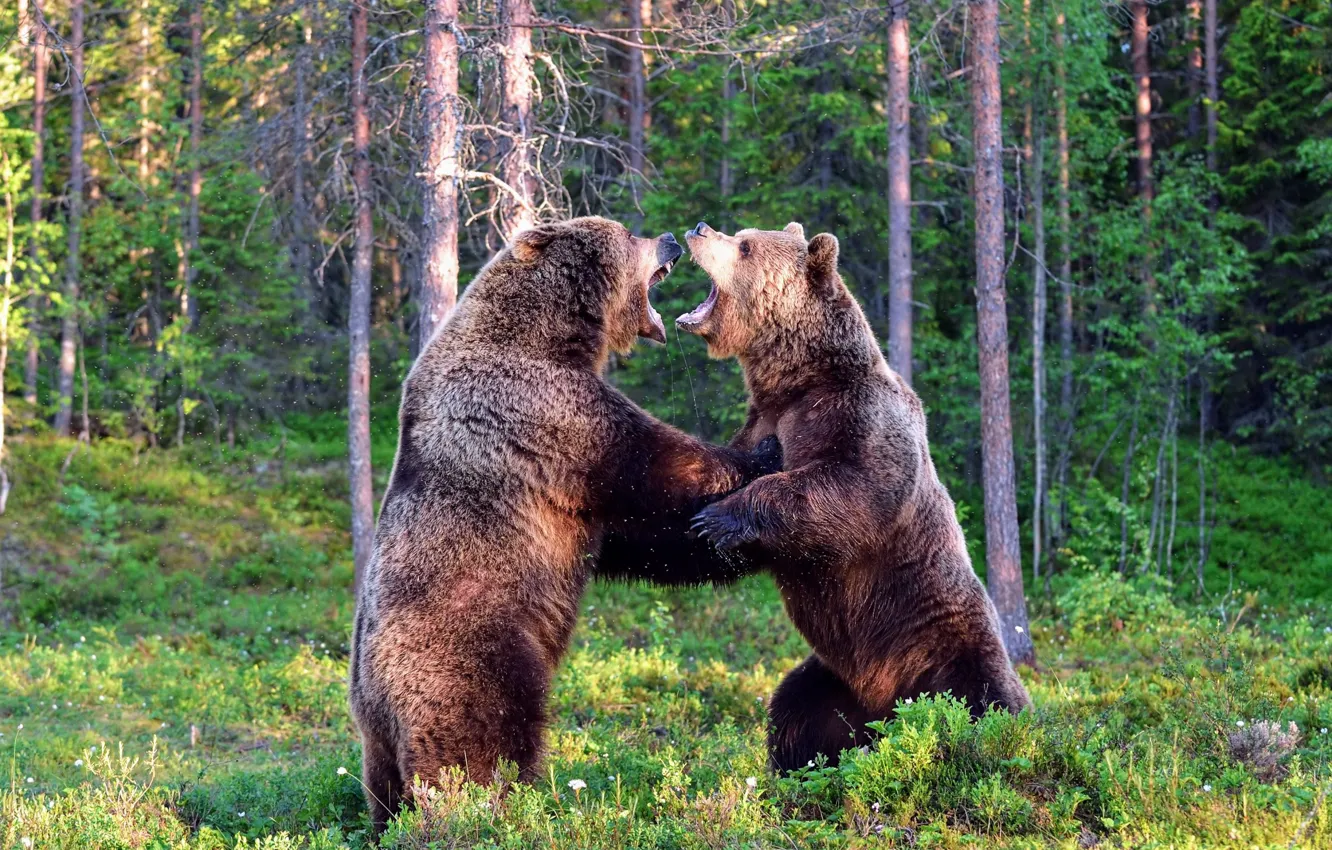 Photo wallpaper forest, pose, glade, the game, fight, bear, pair, pine