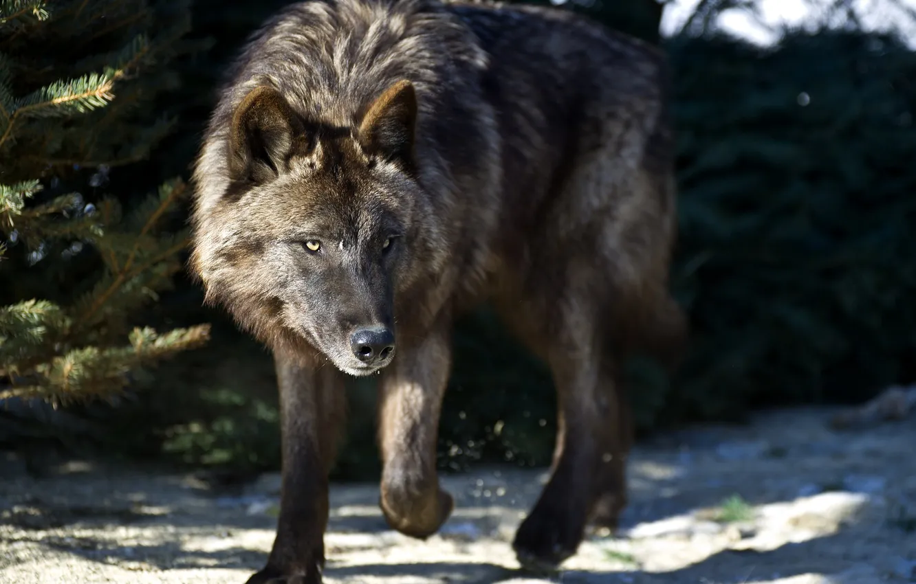 Photo wallpaper Predator, nature, animal, wolf, wildlife, portrait, portrait., Canis lupus. face
