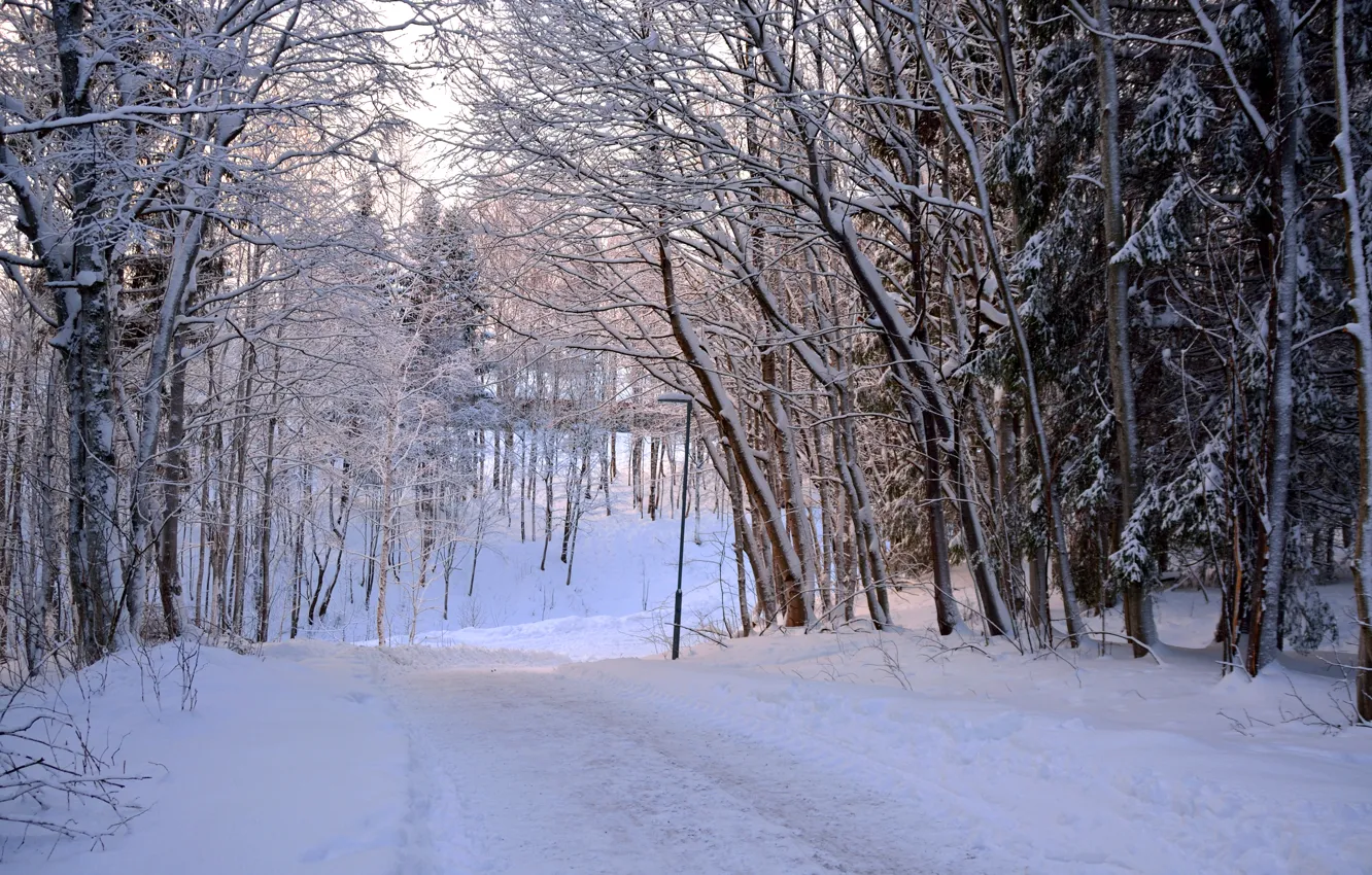 Photo wallpaper Winter, Snow, Forest, Norway, Frost, Track, Winter, Frost