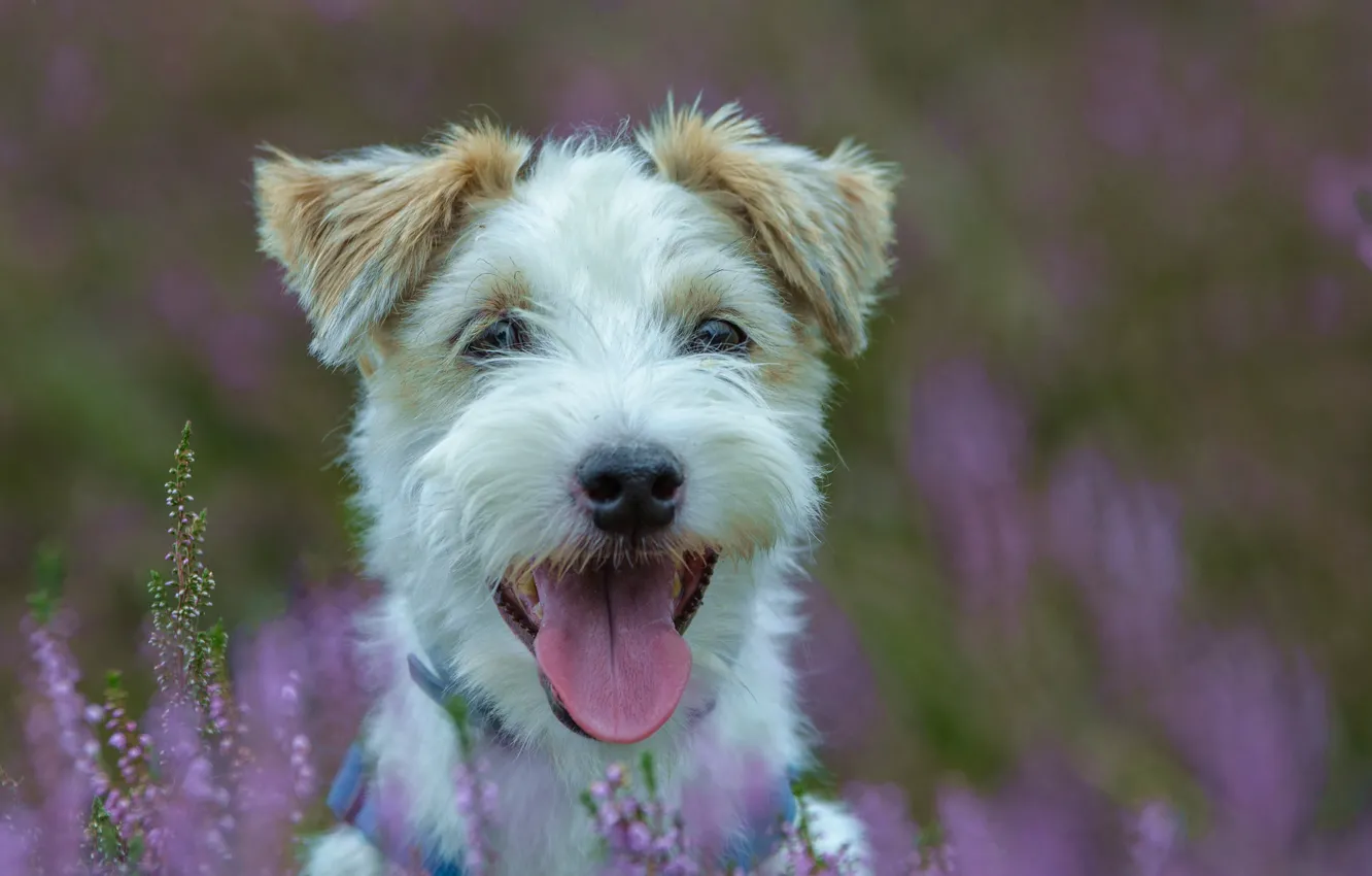 Photo wallpaper language, face, background, dog, Heather, Parson-Russell-Terrier