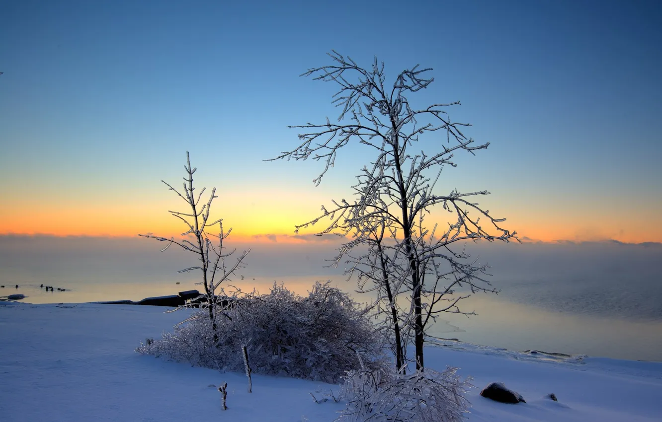 Photo wallpaper winter, snow, trees, landscape, nature, beauty, morning, panorama