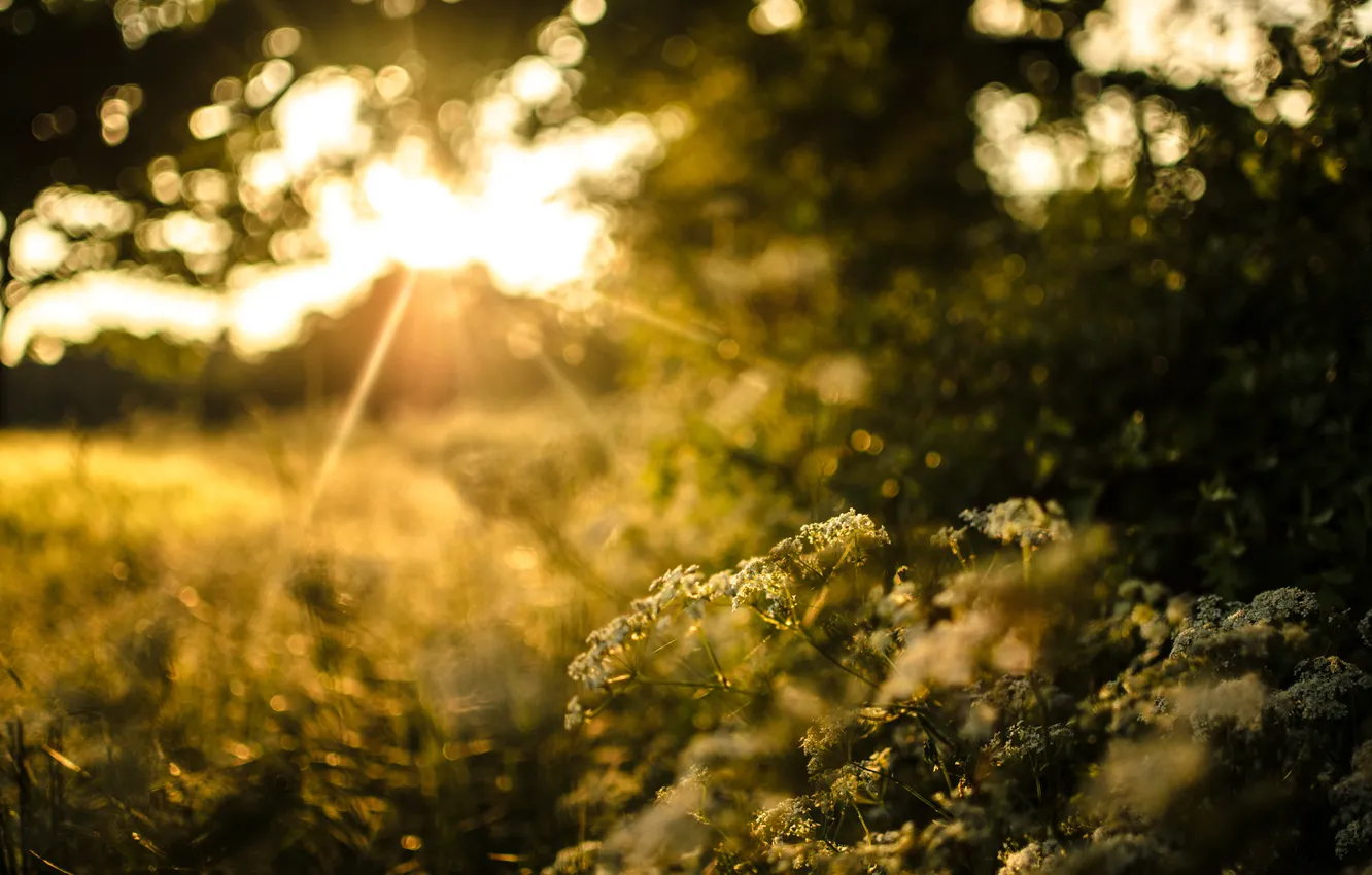 Photo wallpaper greens, grass, the sun, light, trees, sunset, nature, plants