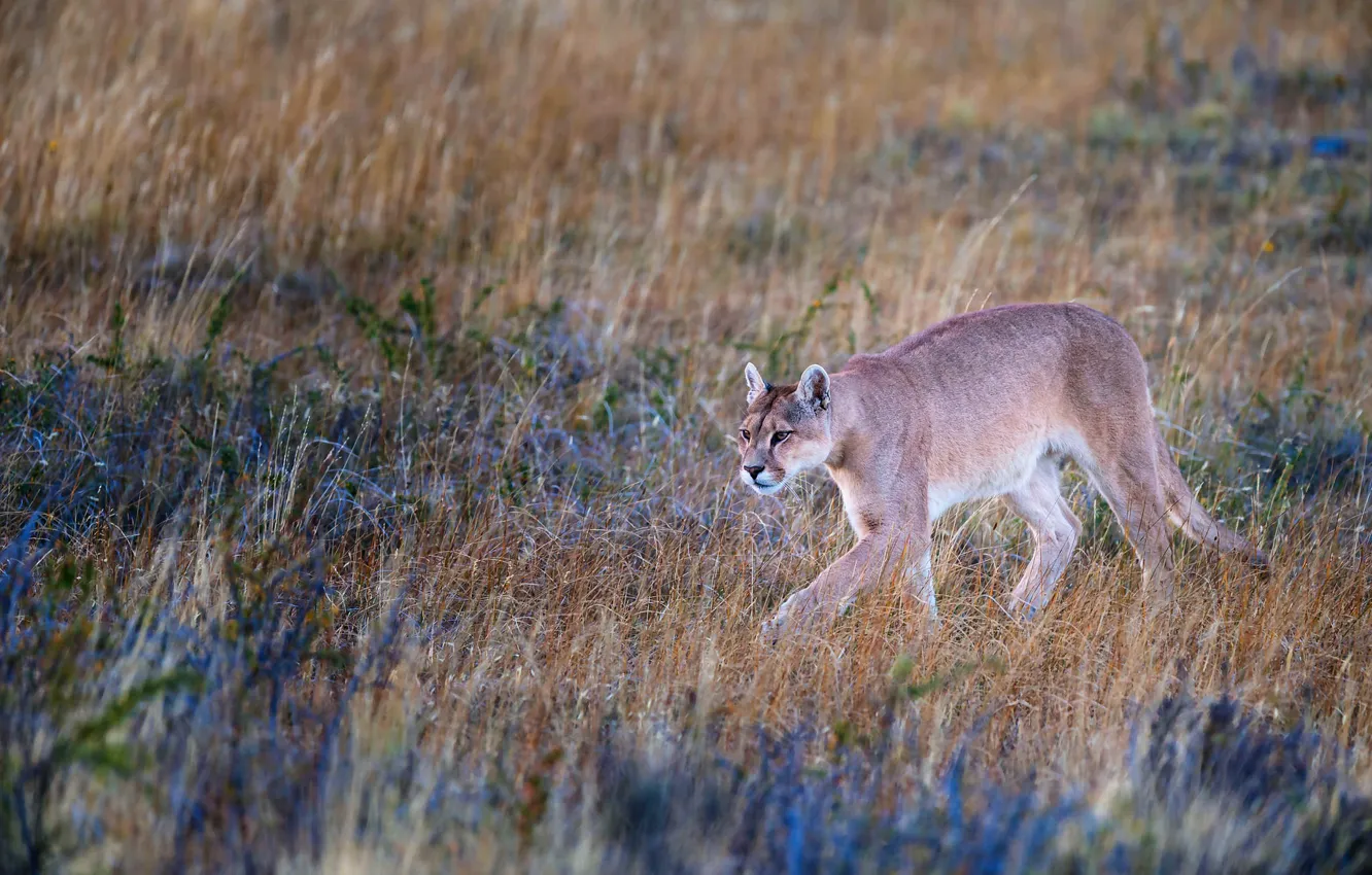 Photo wallpaper field, grass, nature, walk, Puma, Cougar