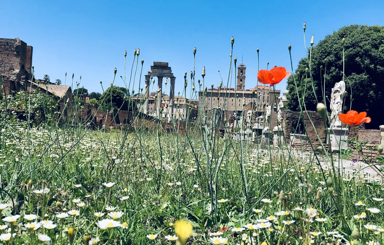 Photo wallpaper Palatine, Italy, ruins, Rome, Mac, grass