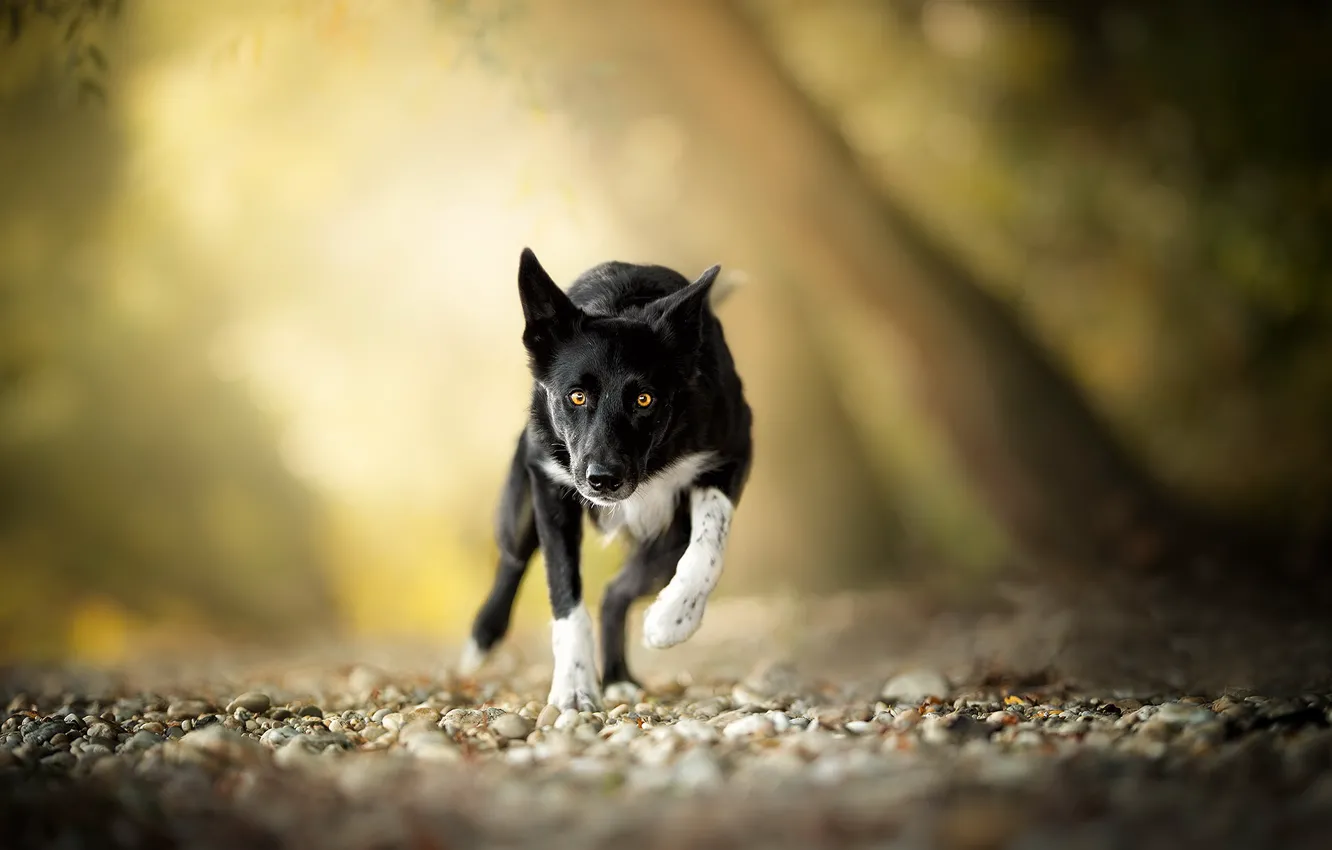 Photo wallpaper look, background, dog