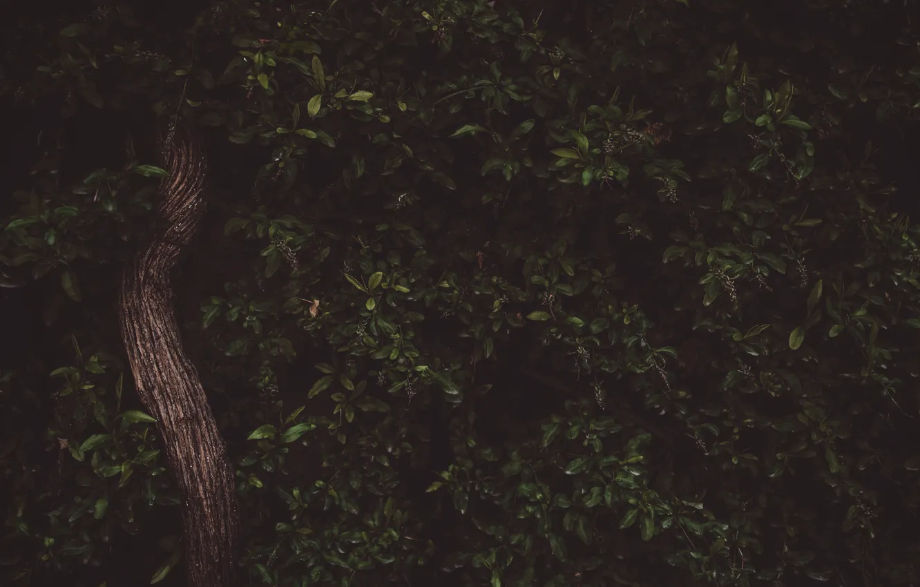 Photo wallpaper leaves, nature, green, background, plant, trunk, nature, a lot
