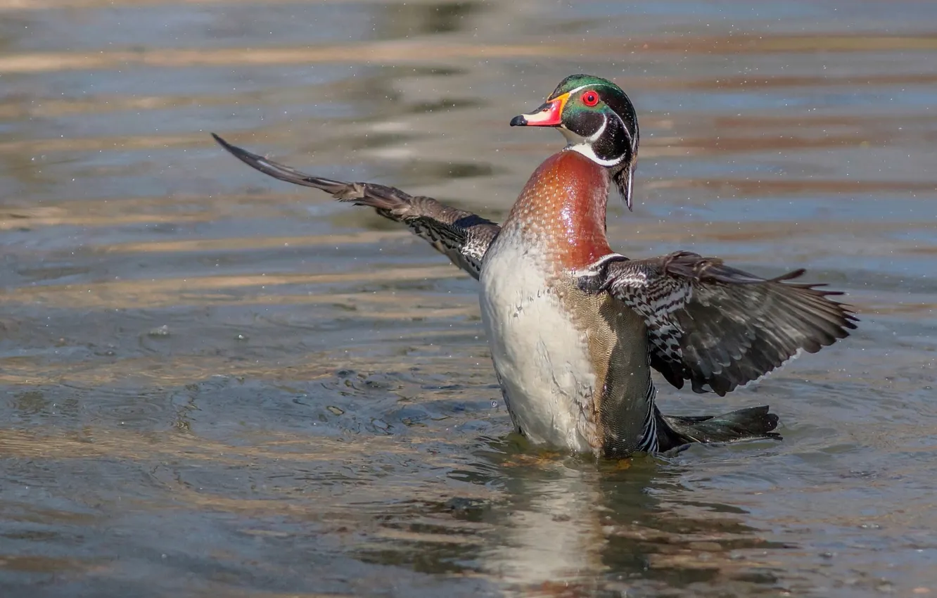 Photo wallpaper water, squirt, duck